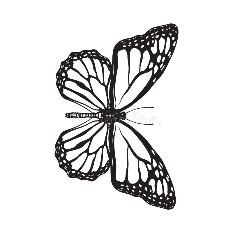 monarch butterfly drawing