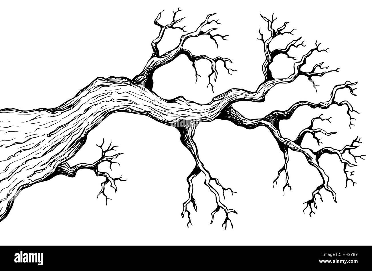Tree Branch Drawing Black And White Stock Photos U0026 Images Alamy
