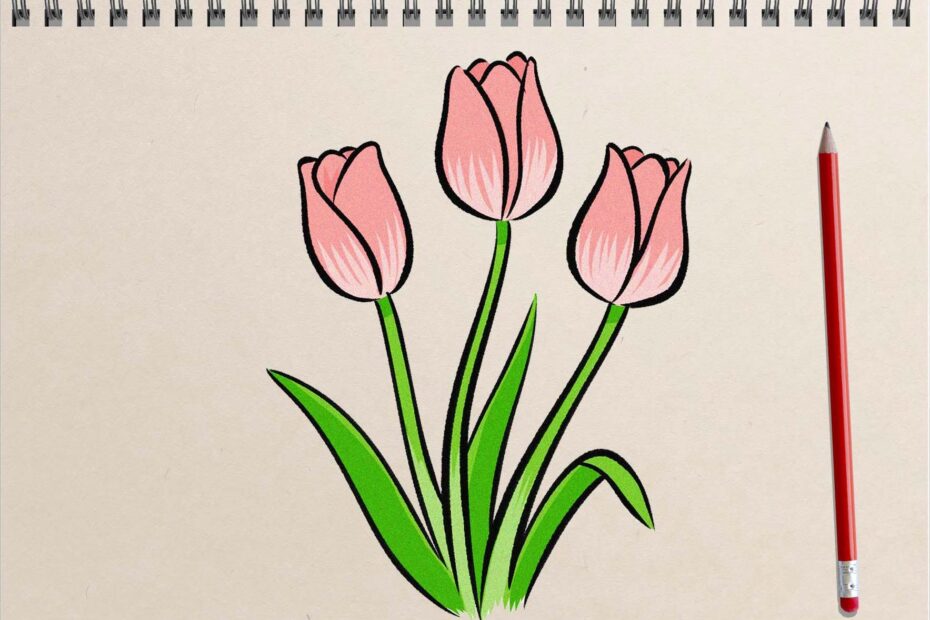 Tulip Drawing How To Draw A Tulip