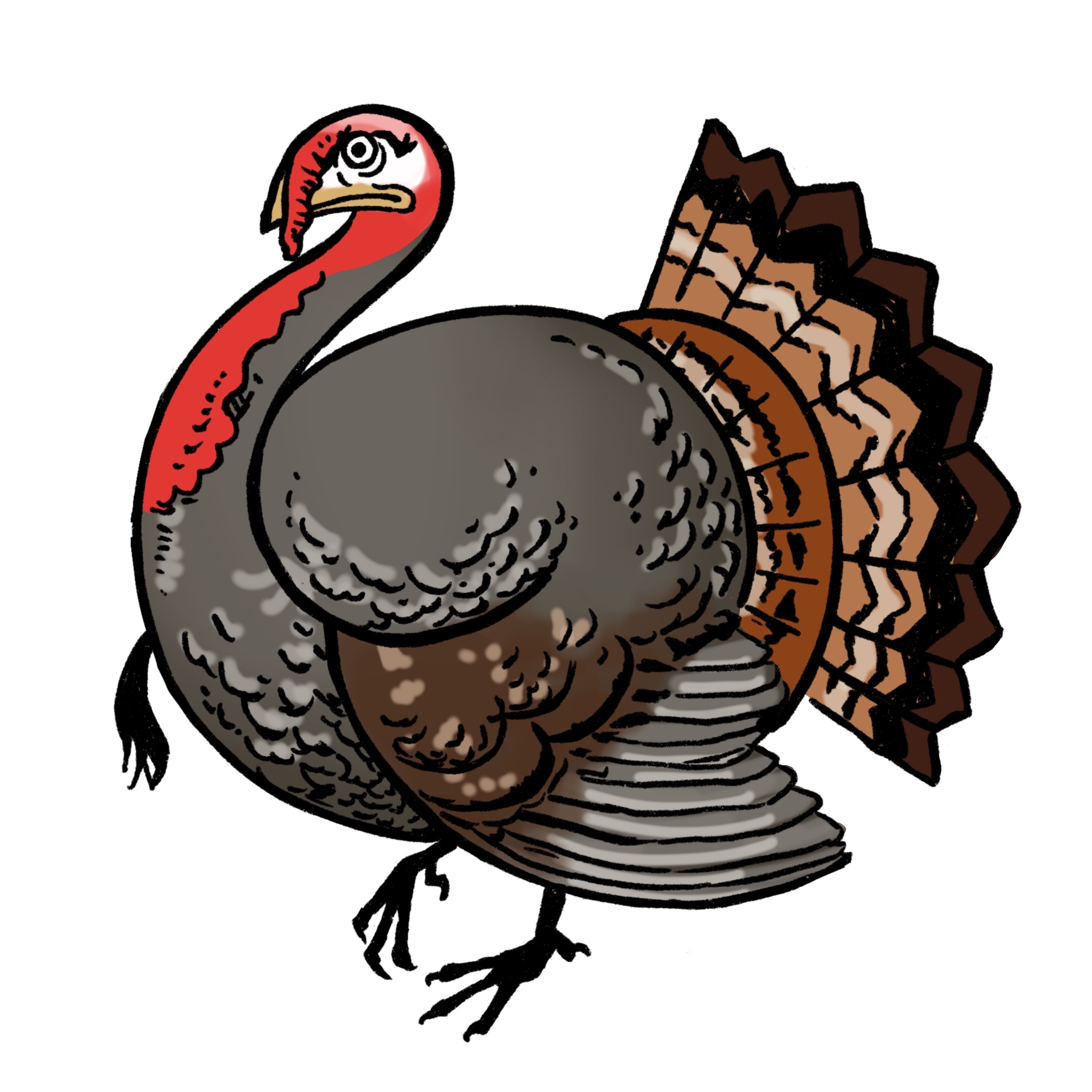 Turkey Drawing 7 Easy Steps The Graphics Fairy