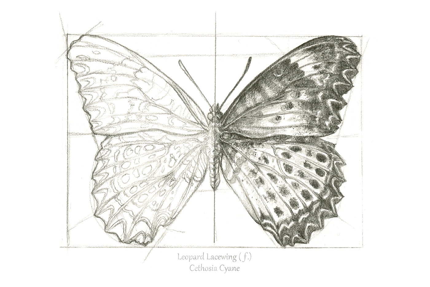 Two Butterflies Scientific Illustration Behance