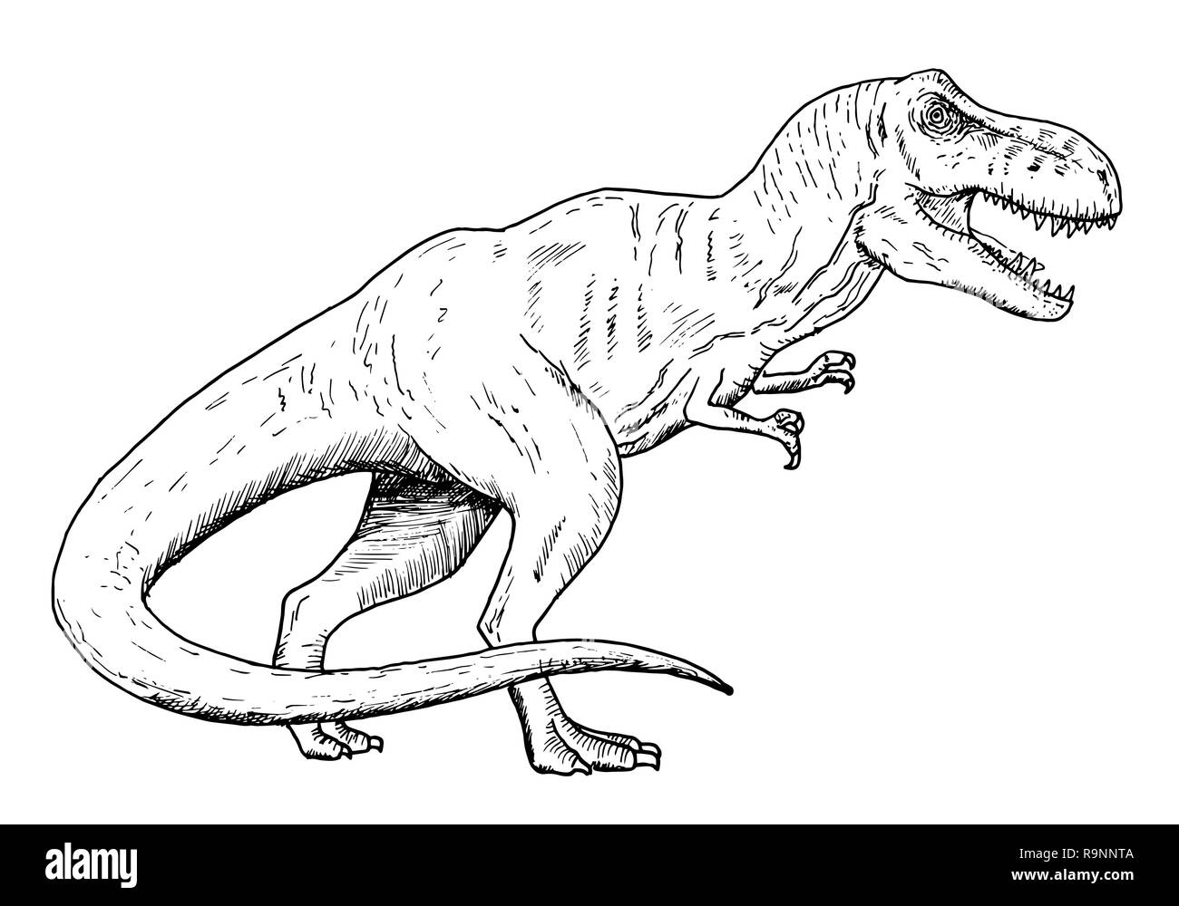 trex drawing