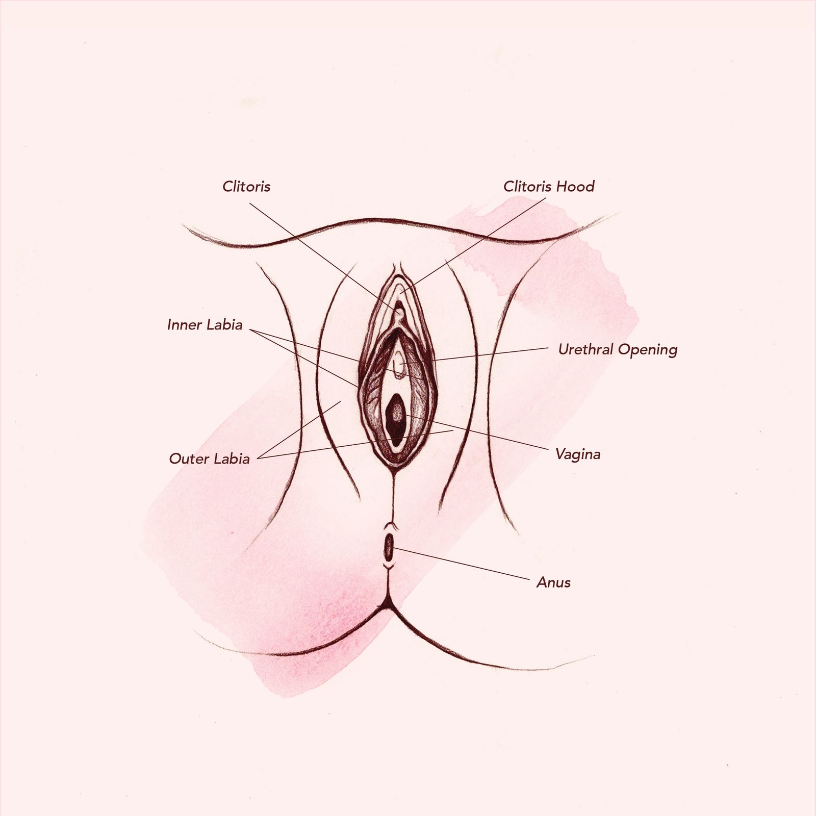 Vagina Diagram U0026 Anatomy Everything You Need To Know Teen Vogue