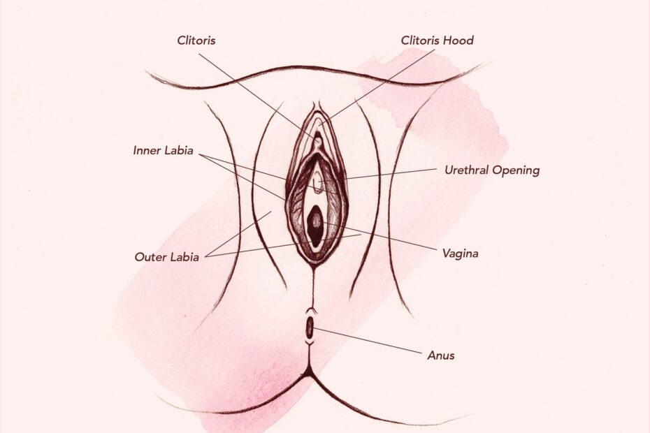 Vagina Diagram U0026 Anatomy Everything You Need To Know Teen Vogue