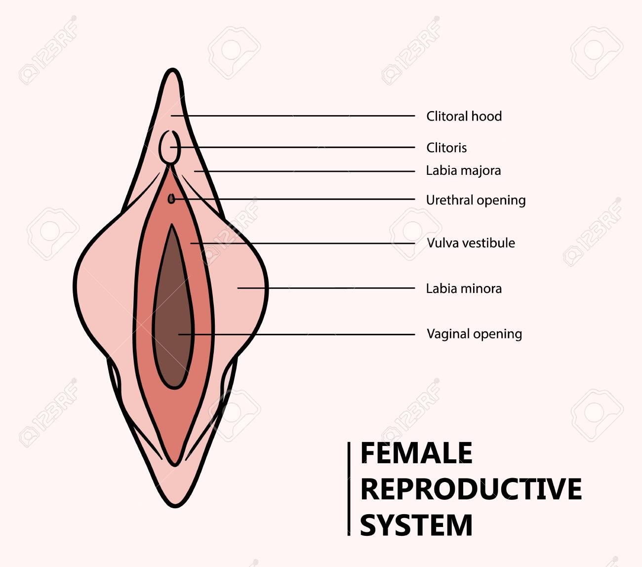 Vagina Illustration A Hand Drawn Vector Illustration Of A Female Reproductive System Royalty Free SVG Cliparts Vectors And Stock Illustration Image 153362986 