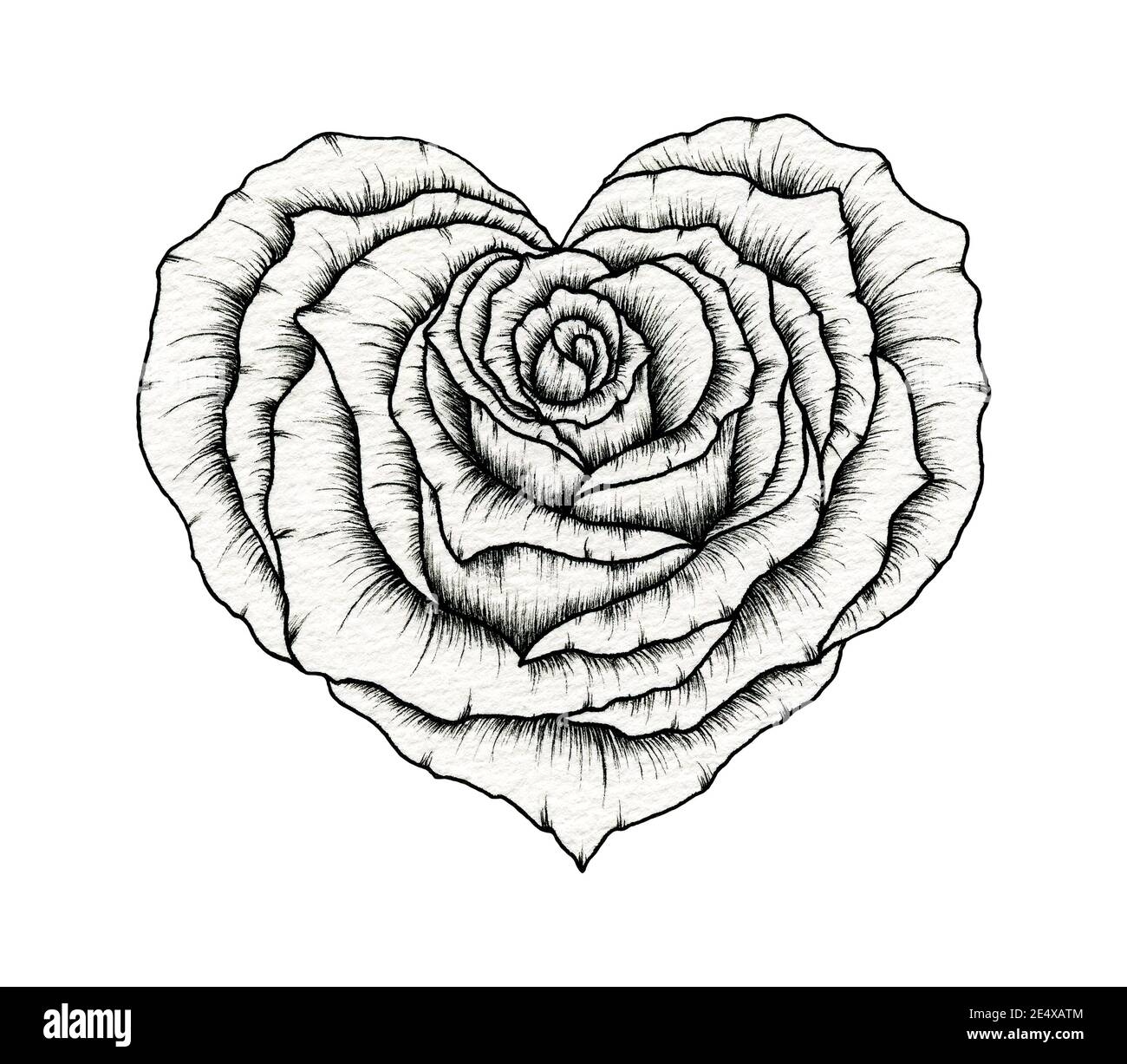 Valentine Rose Heart Line Art Drawing Floral Rose Heart Ink Sketch Isolated On White Line Art Love Floral Heart Rose Great For Valentine s Day Stock Photo Alamy