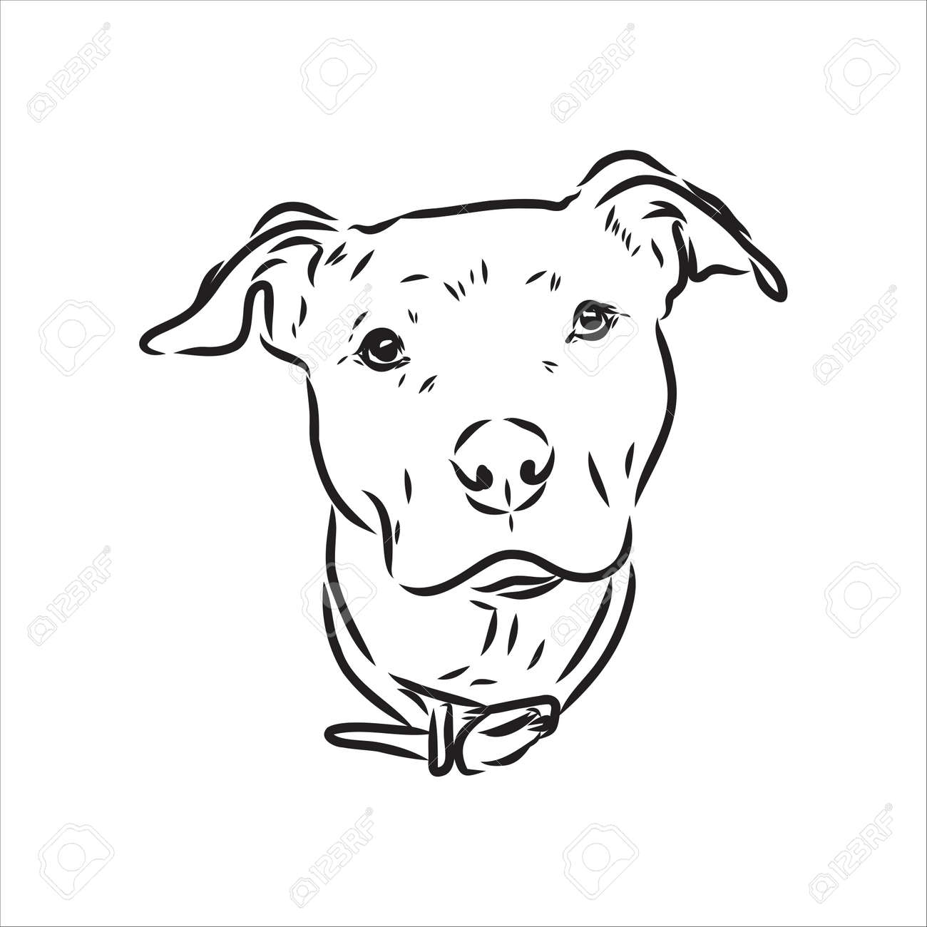 pitbull dog drawing