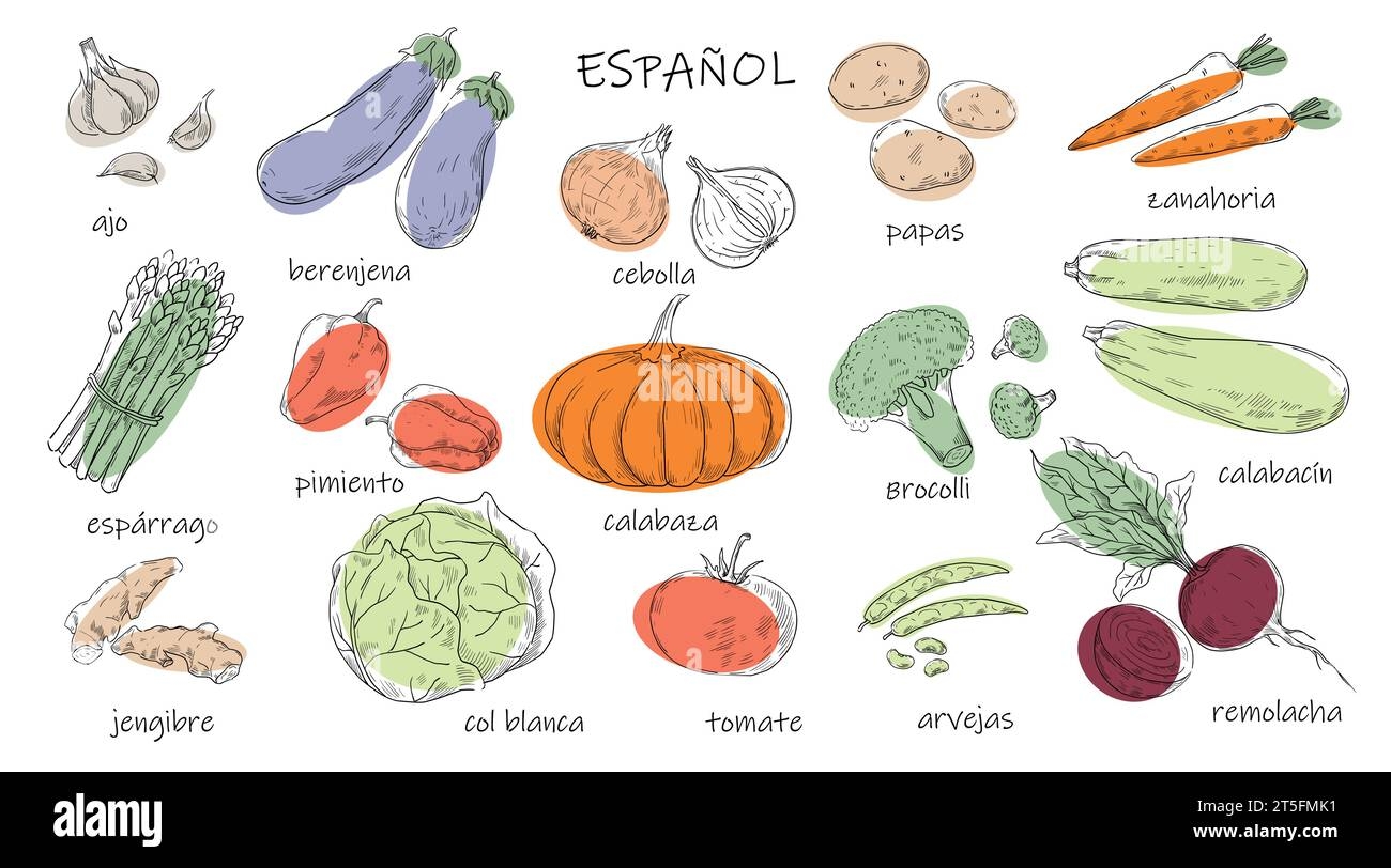 Vegetable Drawing Spanish Vocabulary Language Kids Education 