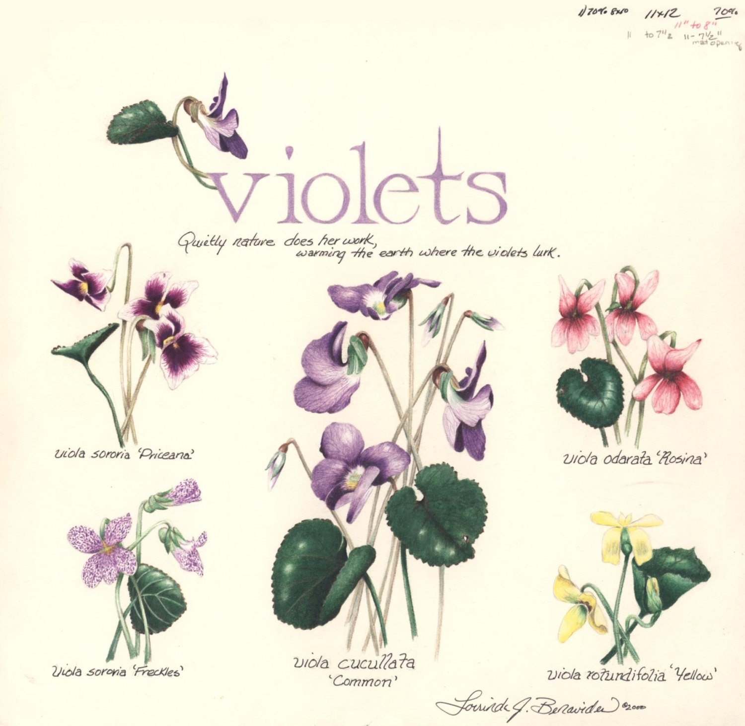 Violet Varieties Wildflowers Art Illustration Photo Realistic Print On Coverstock Drawing Spring Flowers 11