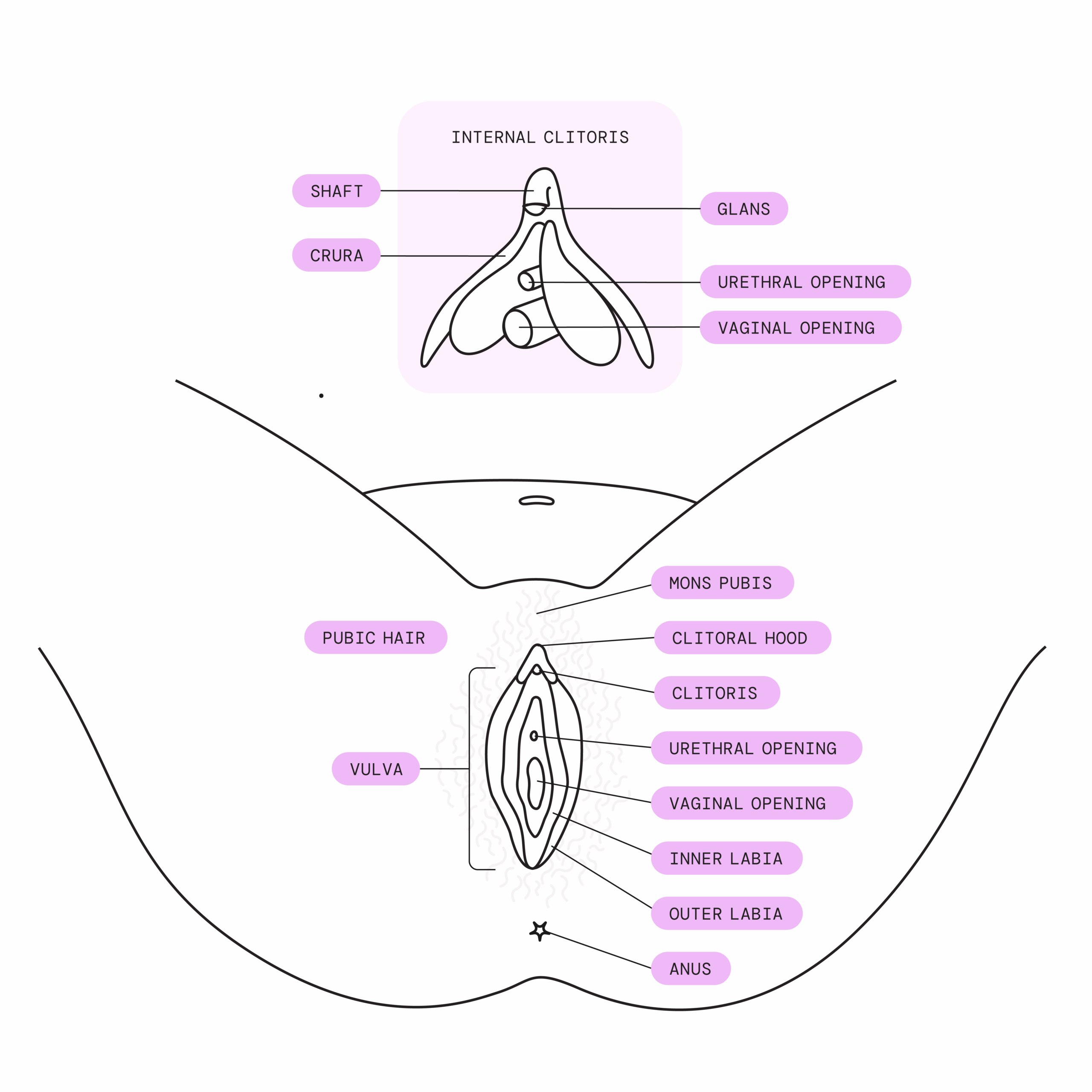 Vulva Diagram Function Location U0026 Anatomy