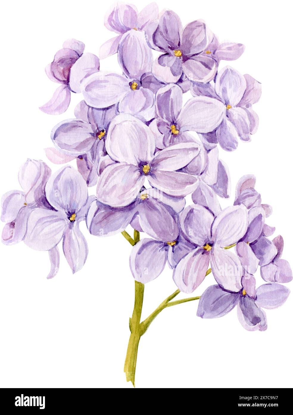 lilac drawing