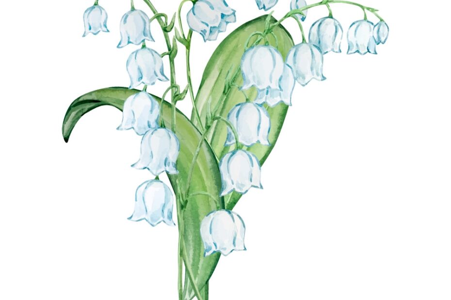 Watercolor Lily Of The Valley Bouquet Royalty Free Vector
