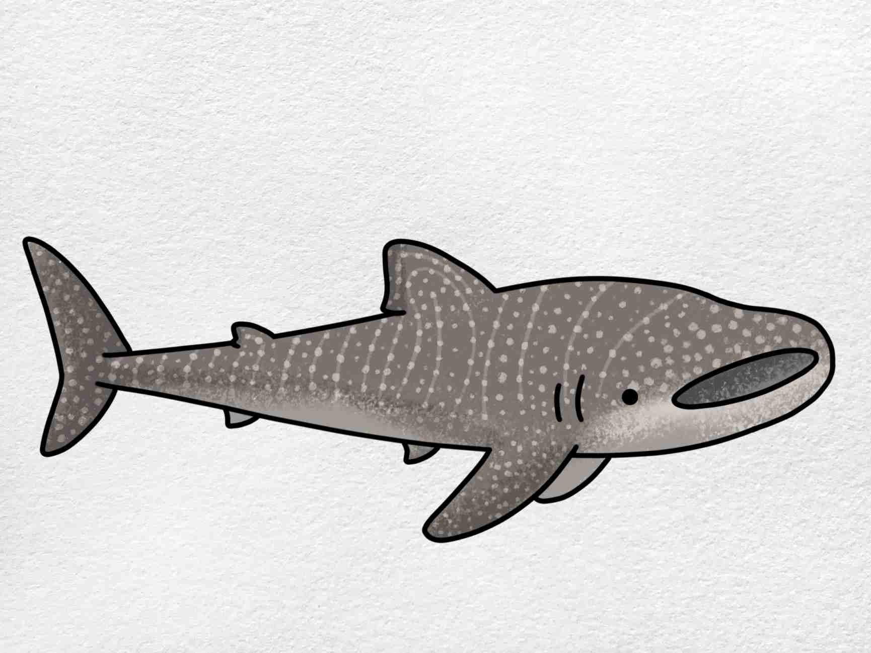 whale shark drawing