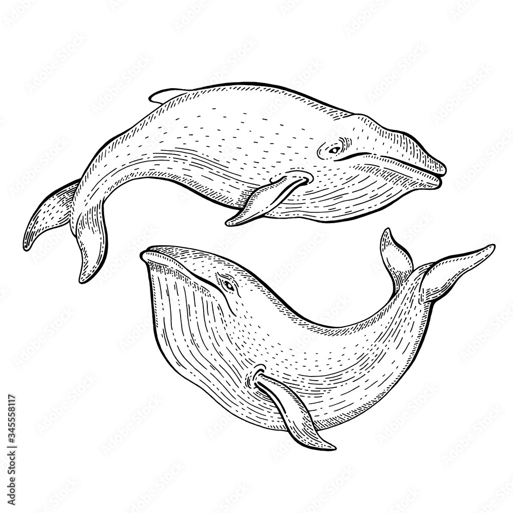 sea animals drawings