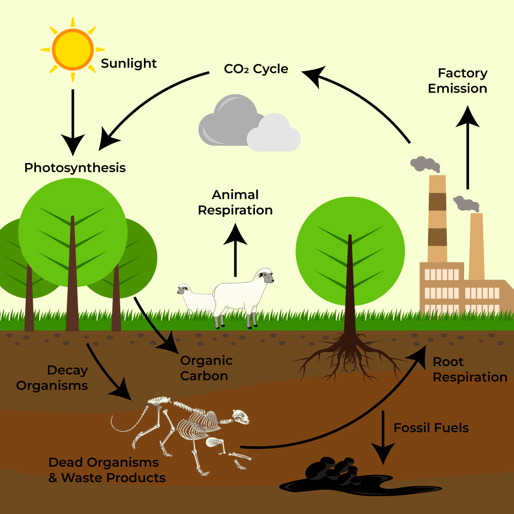 biogeochemical cycles easy drawing