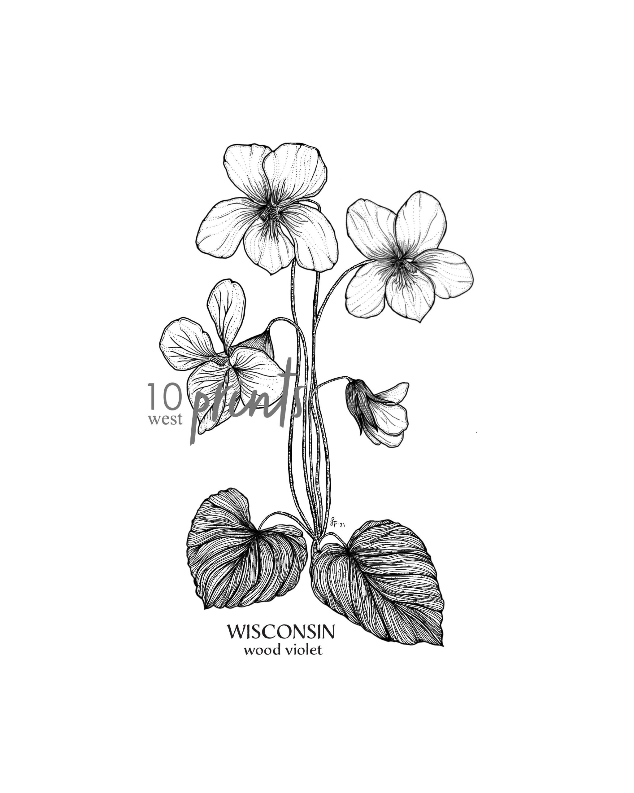 Wisconsin Wood Violet Ink Sketch Print Printable Art Digital Download Illustration State Flower Print Violet Viola Etsy