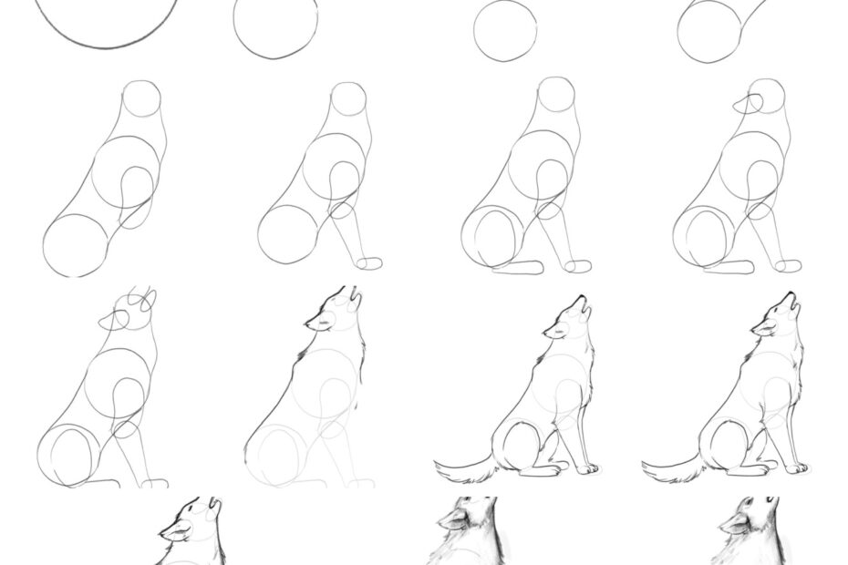 Wolf Drawing In 5 Steps Beginners Guide Video Images