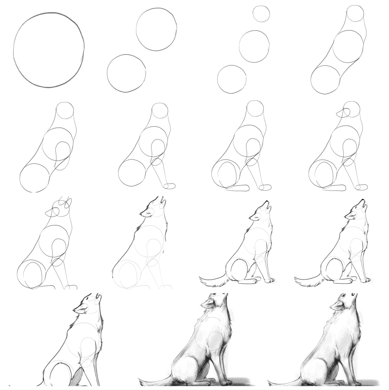 Wolf Drawing In 5 Steps Beginners Guide Video Images 