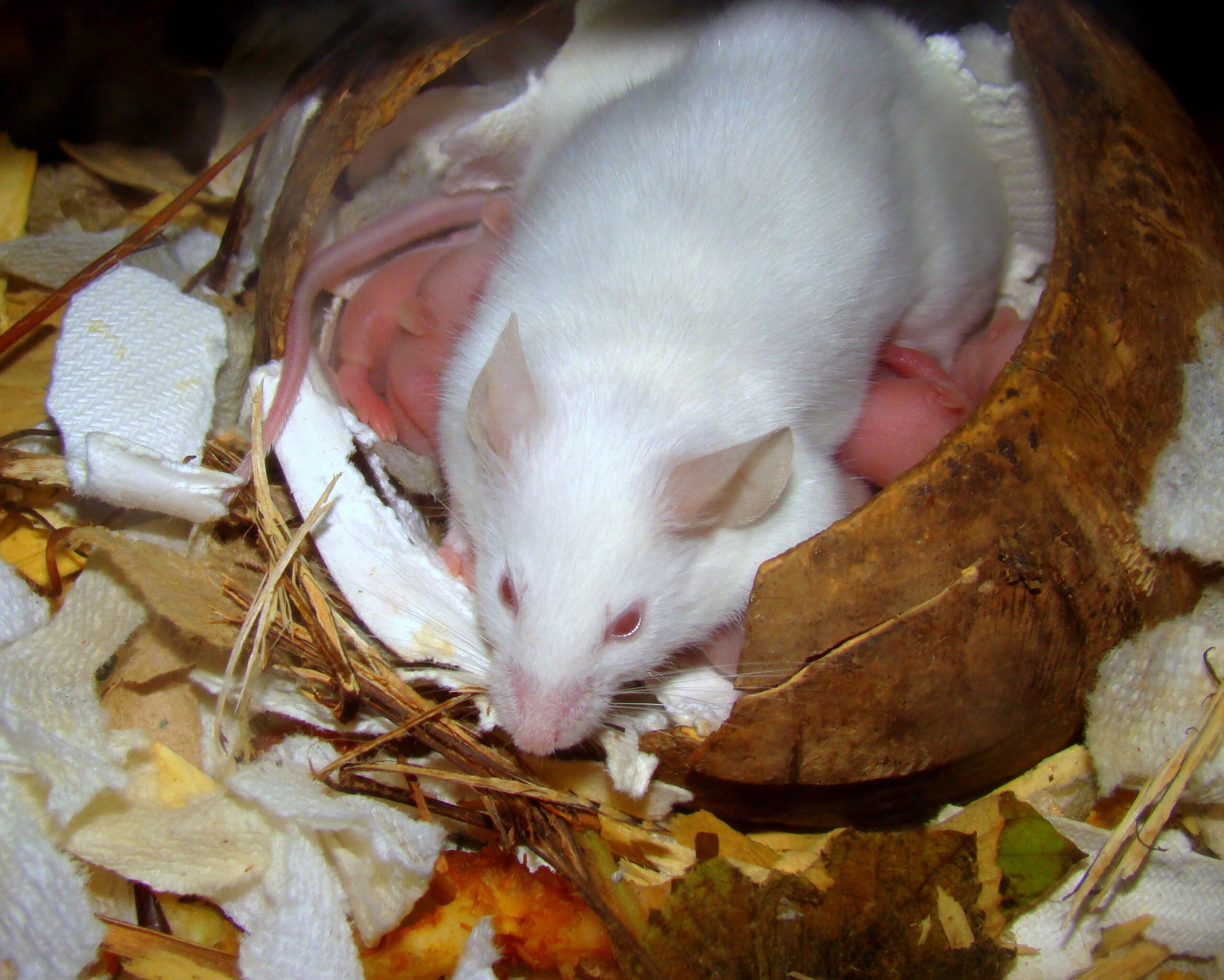 Woolly Mice Are Cute And Impressive But They Won t Bring Back Mammoths Or Save Endangered Species Modern Sciences